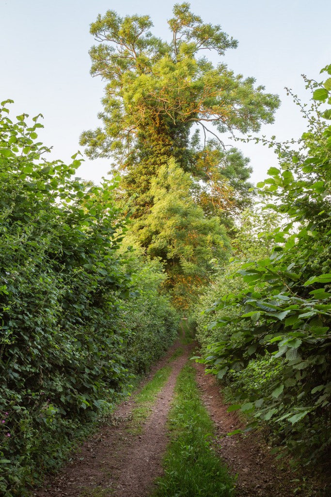 Above Dawlish, Near Pitt Farm