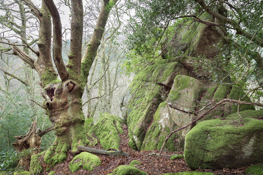 Tor in the Woods, near Manaton