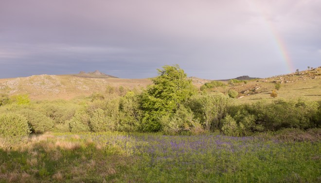 Holwell Lawn, Hay Tor and rainbow