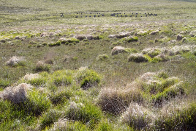 Grey Wethers and Tussock Grass