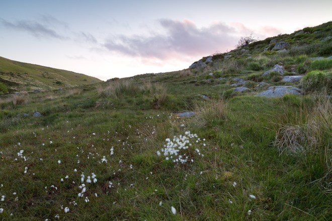 Cotton Grass pre dawn