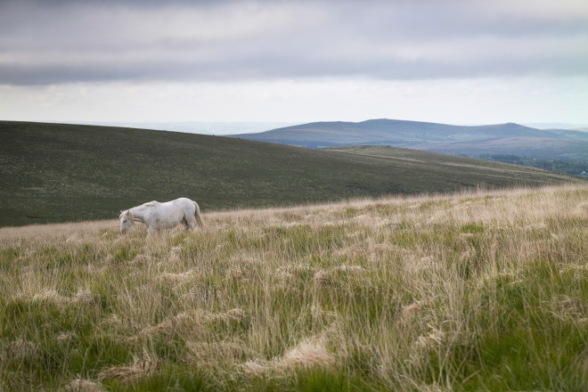 White Pony Sittaford