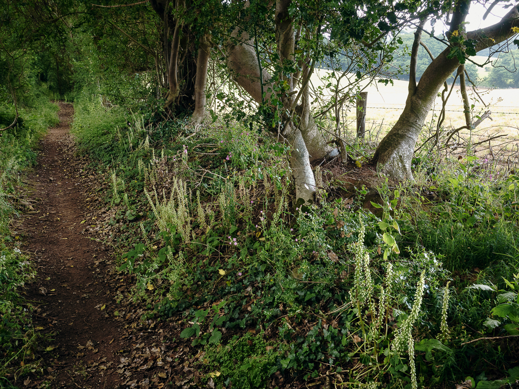 Almost out, Holloway Lane 19