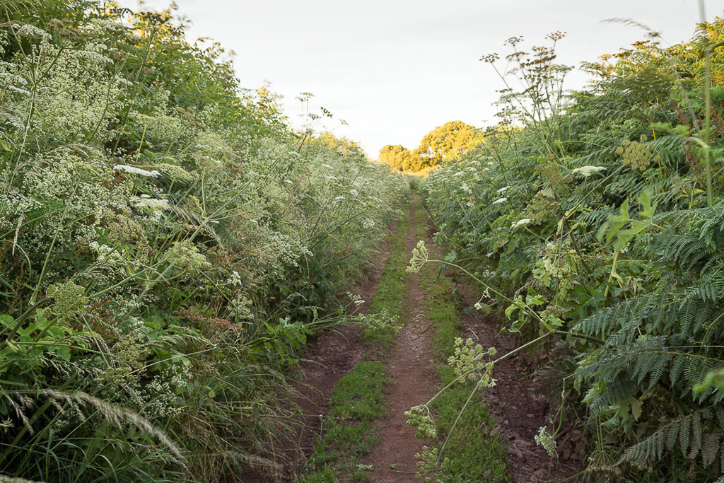 Getting lost in Devon’s green&nbsp;lanes