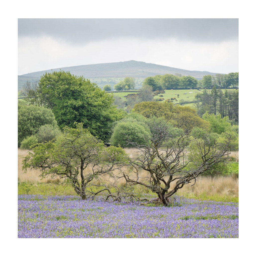 Rippon Tor from Holwell Lawn