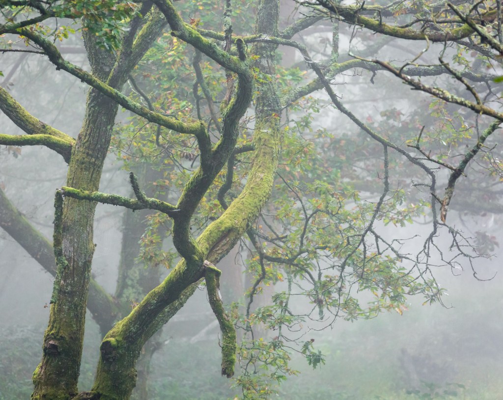 Castle Dyke Autumn multi 2