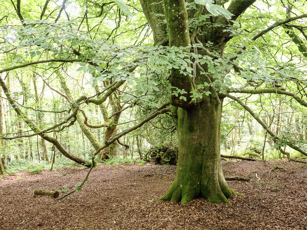 Top of Holloway Lane 2