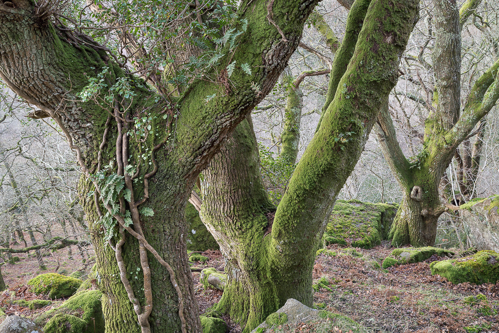Woodland circling the tor