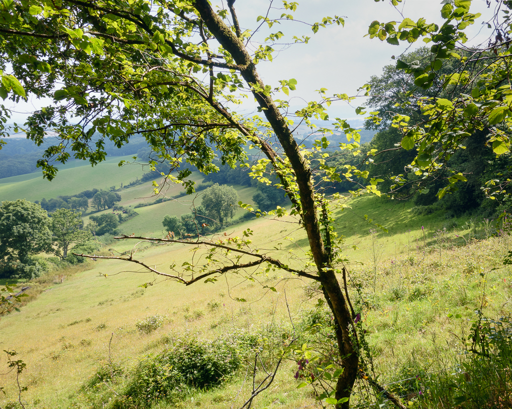 From a track by the lane edge, Holloway Lane 7