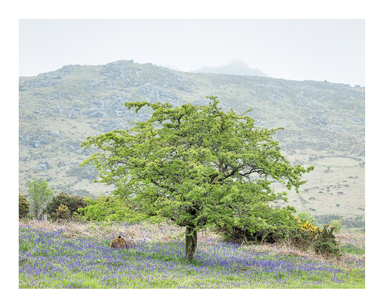 Holwell Bluebells, Hay Tor in Mist