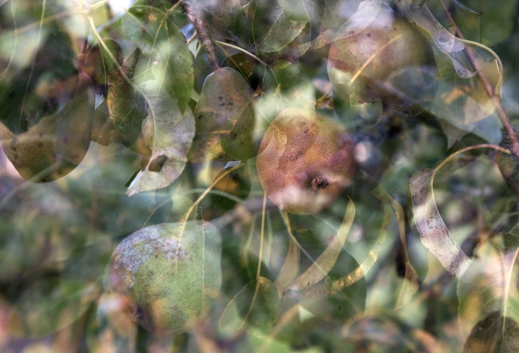 Joy's Pear Trees 7