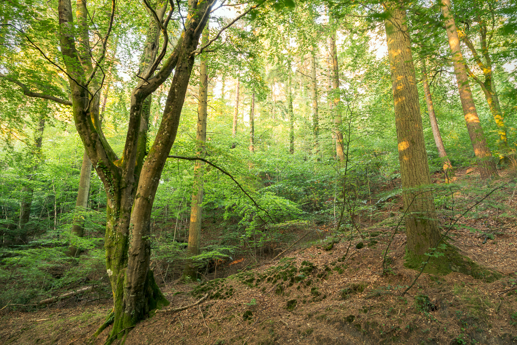 Near Haldon Belvedere