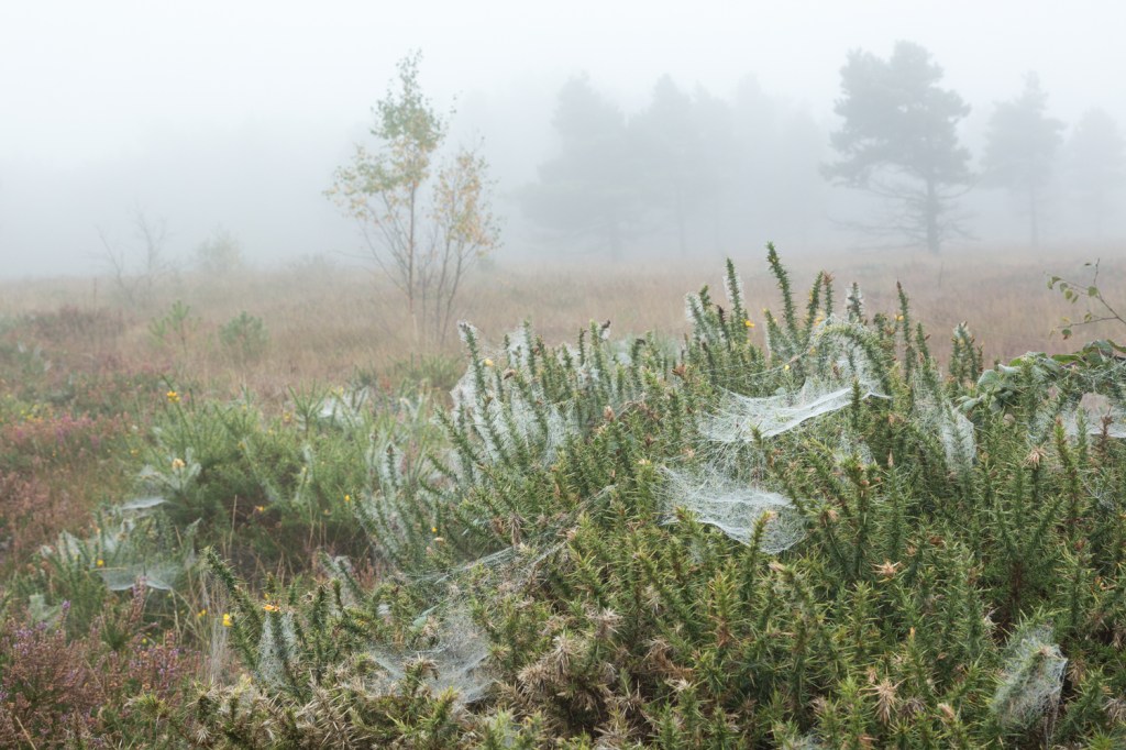 Little Haldon early Autumn 2