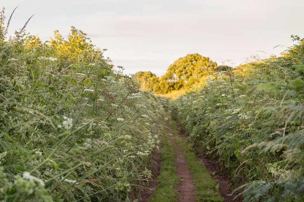 Summer growth (1), Butterfly Lane, above Shaldon
