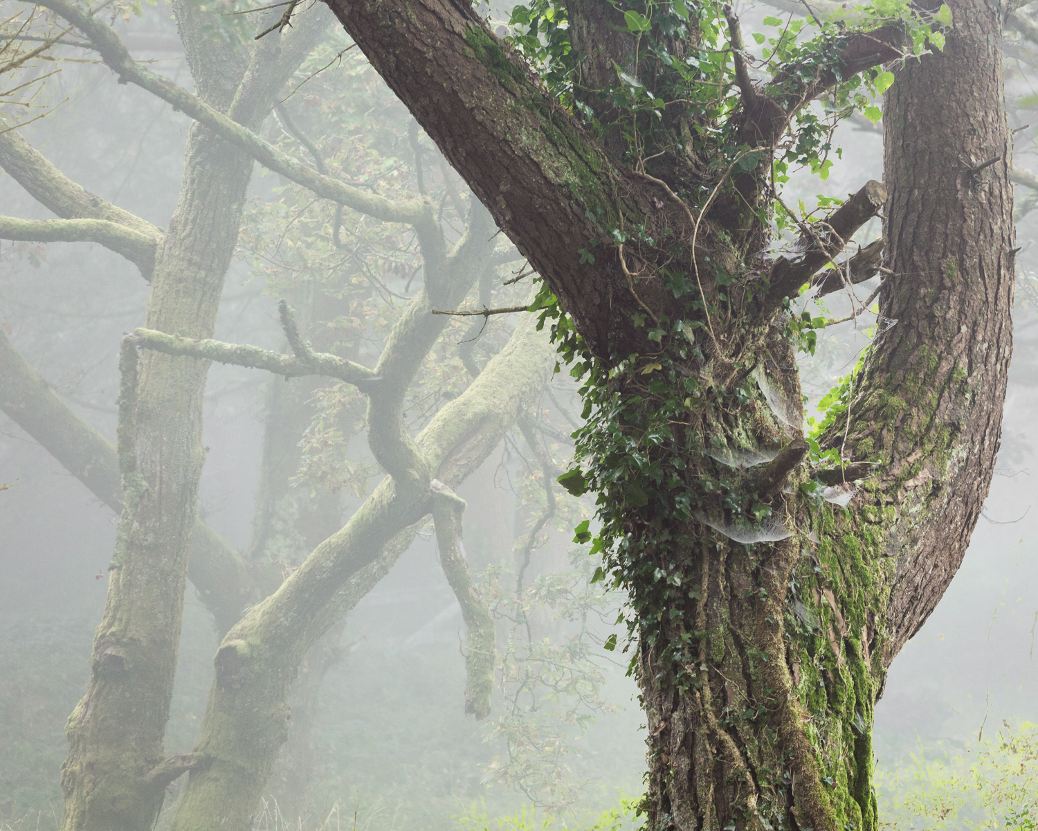 Castle Dyke Autumn multi 3