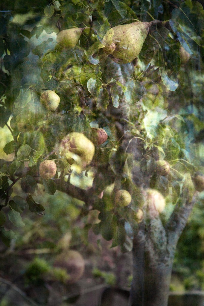 Joy's Pear Trees 6