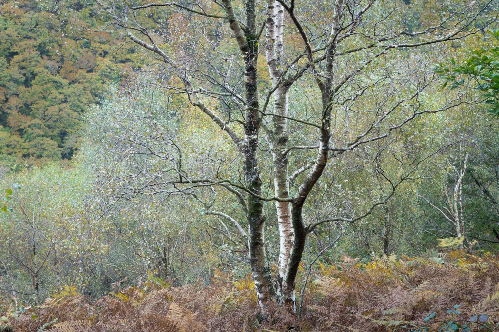 Above the Teign valley, Autumn 2016
