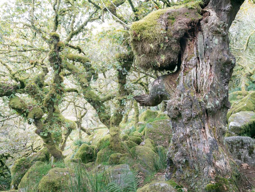 Ent - Wistman's Wood