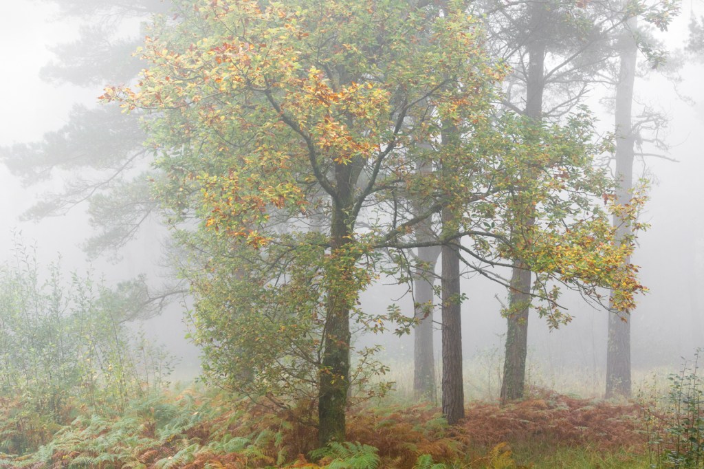 Castle Dyke early Autumn 6