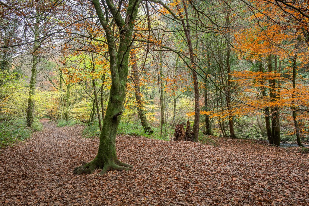 Autumn 2021, Dunsford Wood