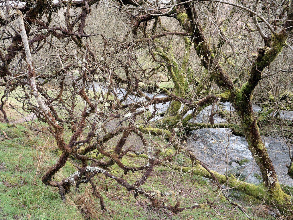Venford brook and&nbsp;waterfall